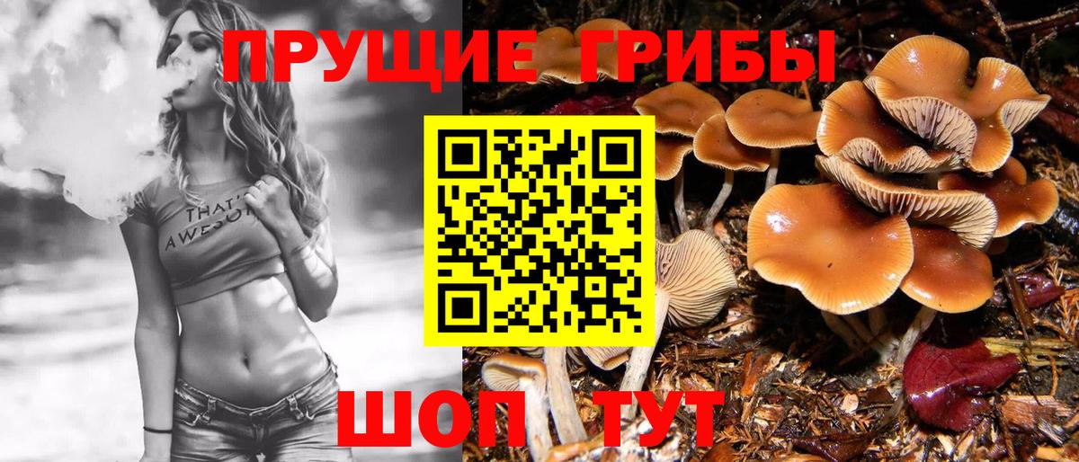 Псилоцибиновые грибы Psilocybe Каменск-Уральский